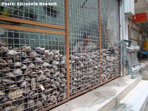 Guangzhou turtle market